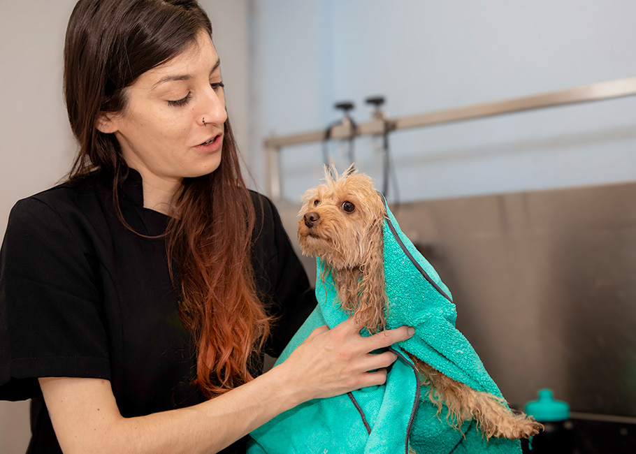 Portrait de Cindy, Toiletteur canin
